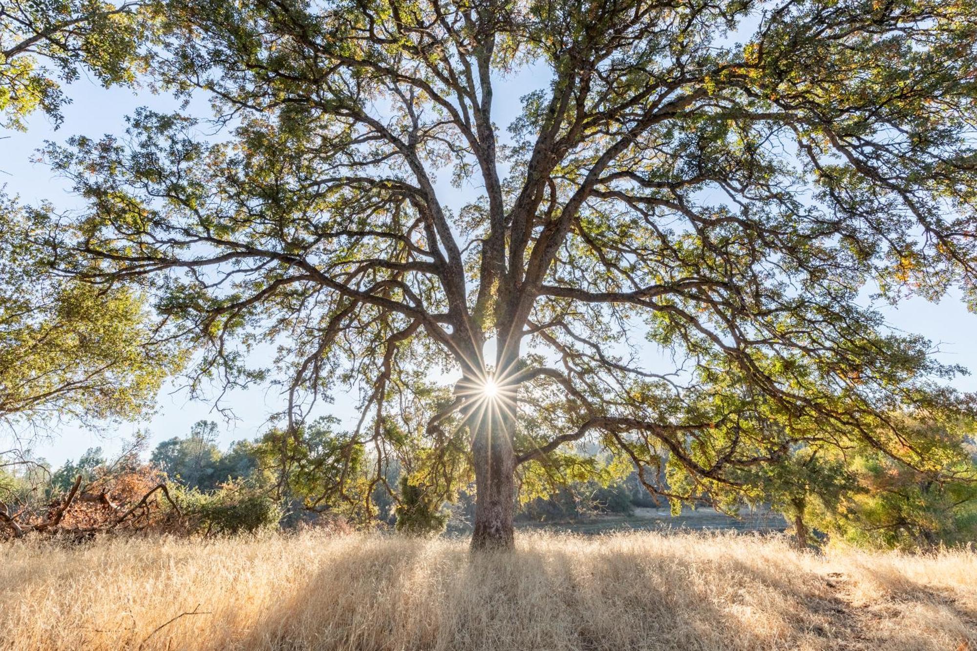 Rolling Oaks Ranch - 200 Acres Of Lakeside Beauty & Countryside Serenity マリポサ エクステリア 写真