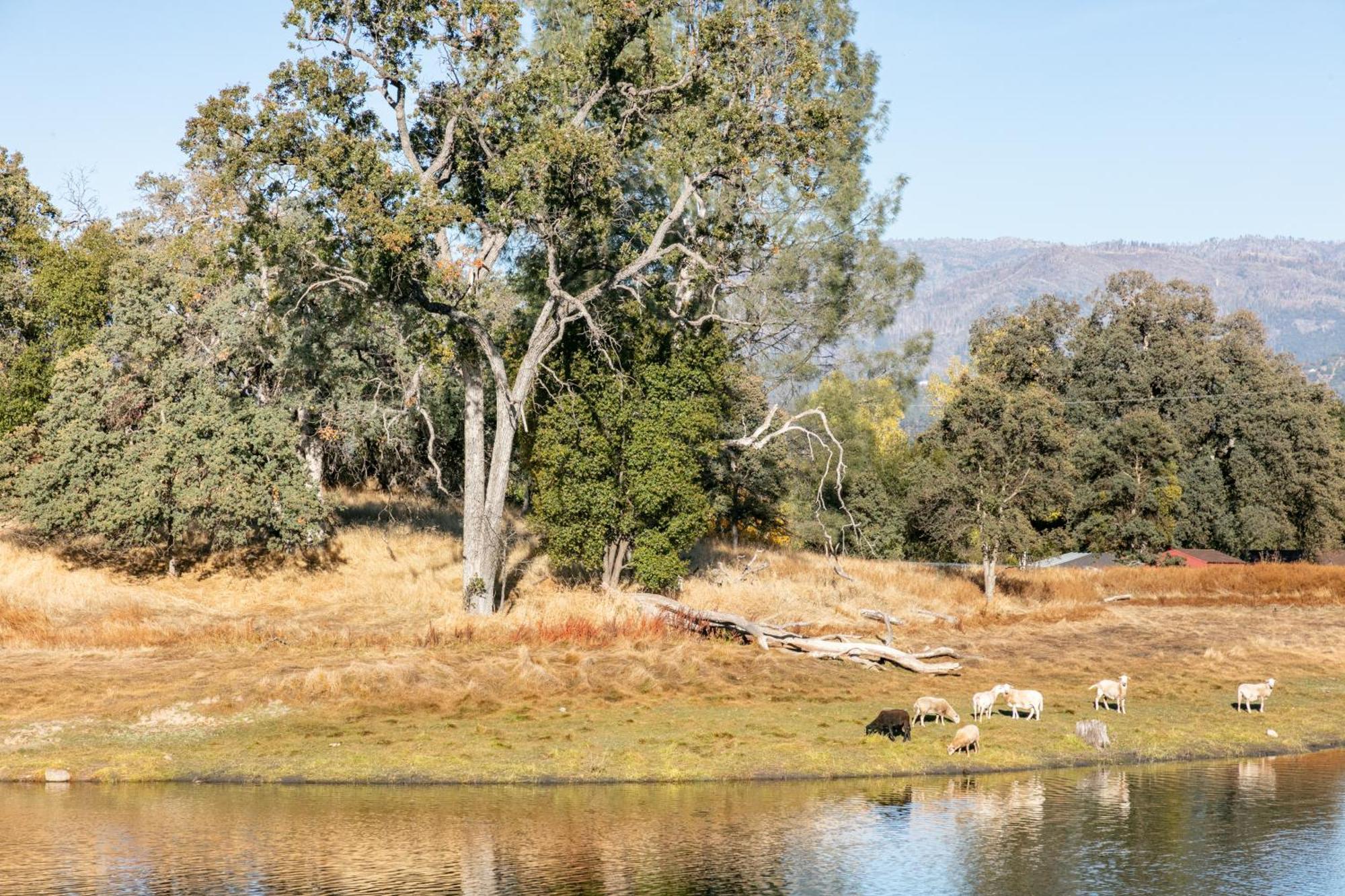 Rolling Oaks Ranch - 200 Acres Of Lakeside Beauty & Countryside Serenity マリポサ エクステリア 写真