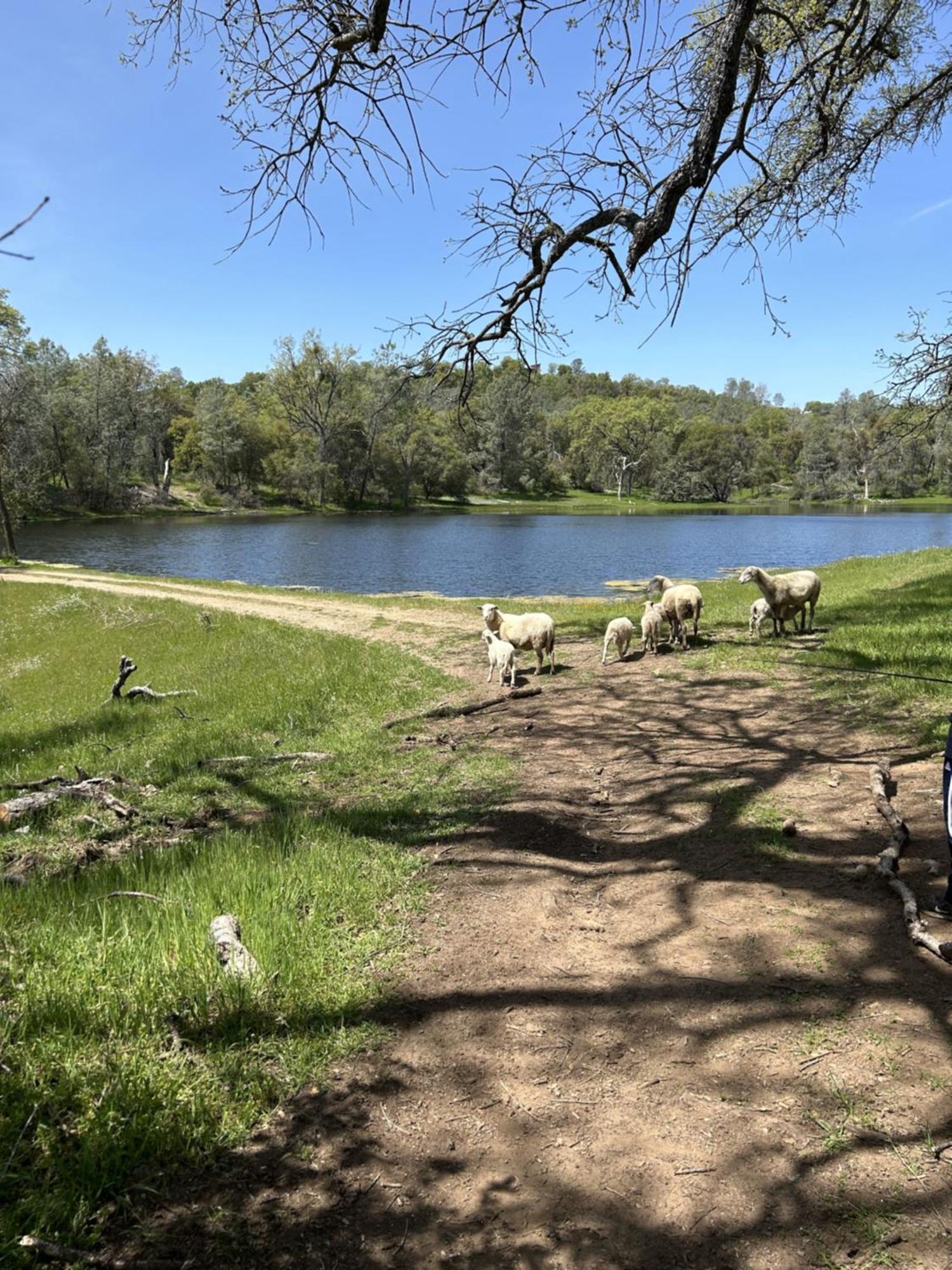 Rolling Oaks Ranch - 200 Acres Of Lakeside Beauty & Countryside Serenity マリポサ エクステリア 写真