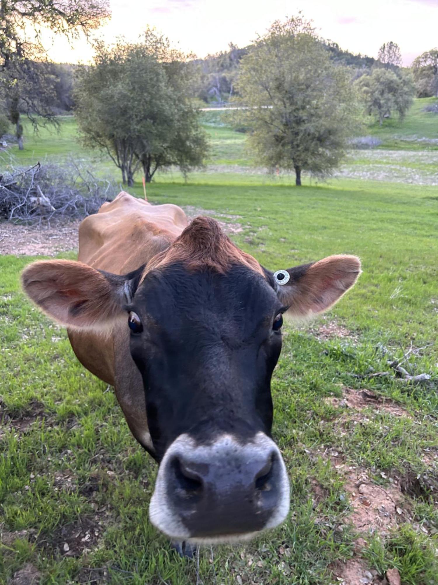 Rolling Oaks Ranch - 200 Acres Of Lakeside Beauty & Countryside Serenity マリポサ エクステリア 写真